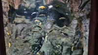 Eine Vielzahl von Fischen, h&ouml;chstwahrscheinlich Buntbarsche (Cichliden) aus dem Malawisee.